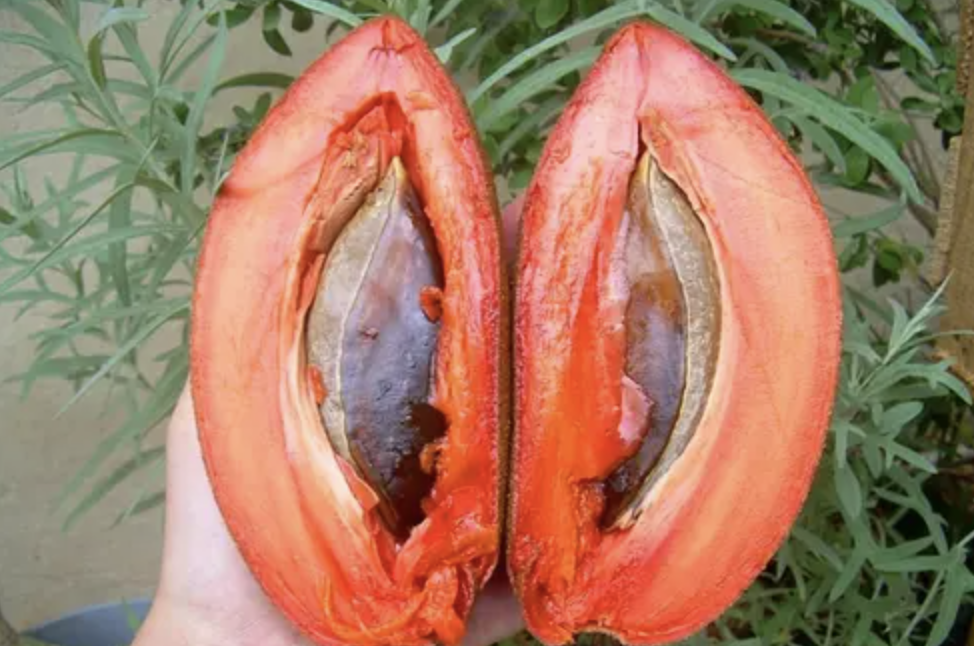 Сапота екстракт