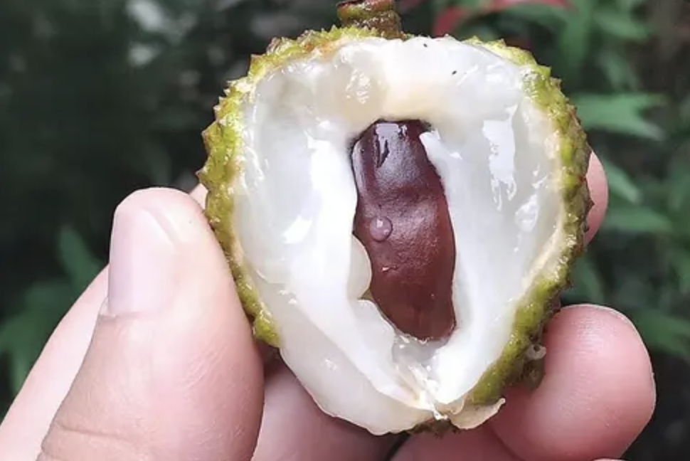 Див костен екстракт